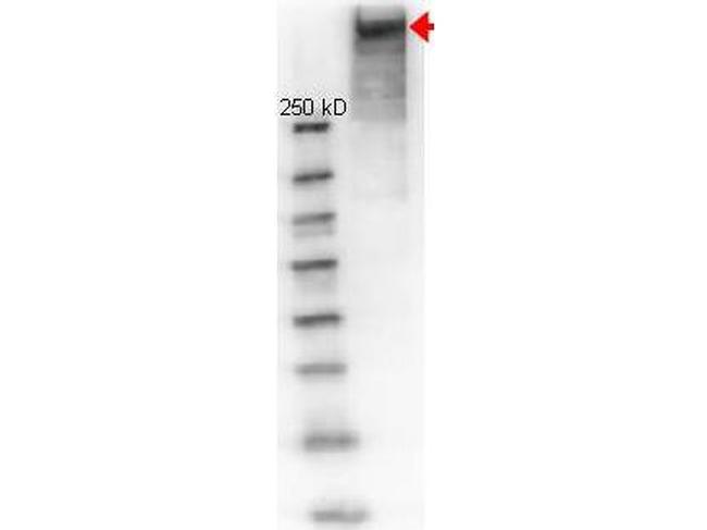 KLH Antibody in Western Blot (WB)
