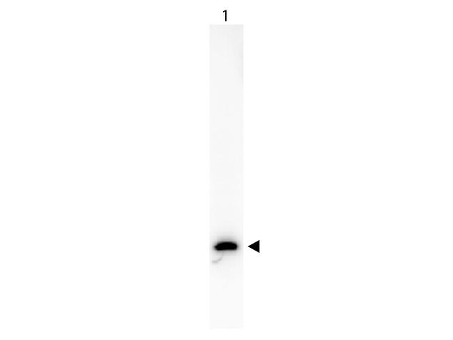 GFP Antibody in Western Blot (WB)