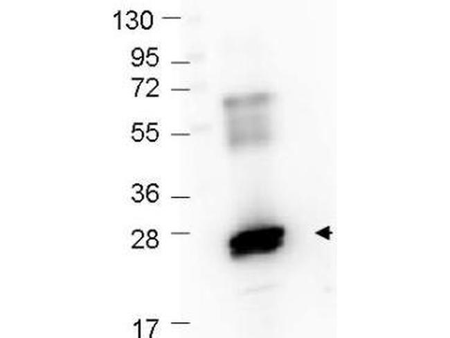GST Antibody in Western Blot (WB)