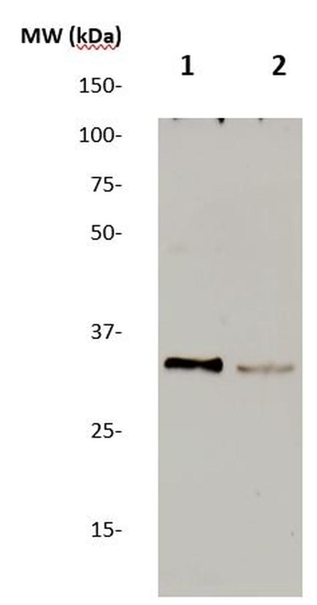 Meteorin Antibody in Western Blot (WB)