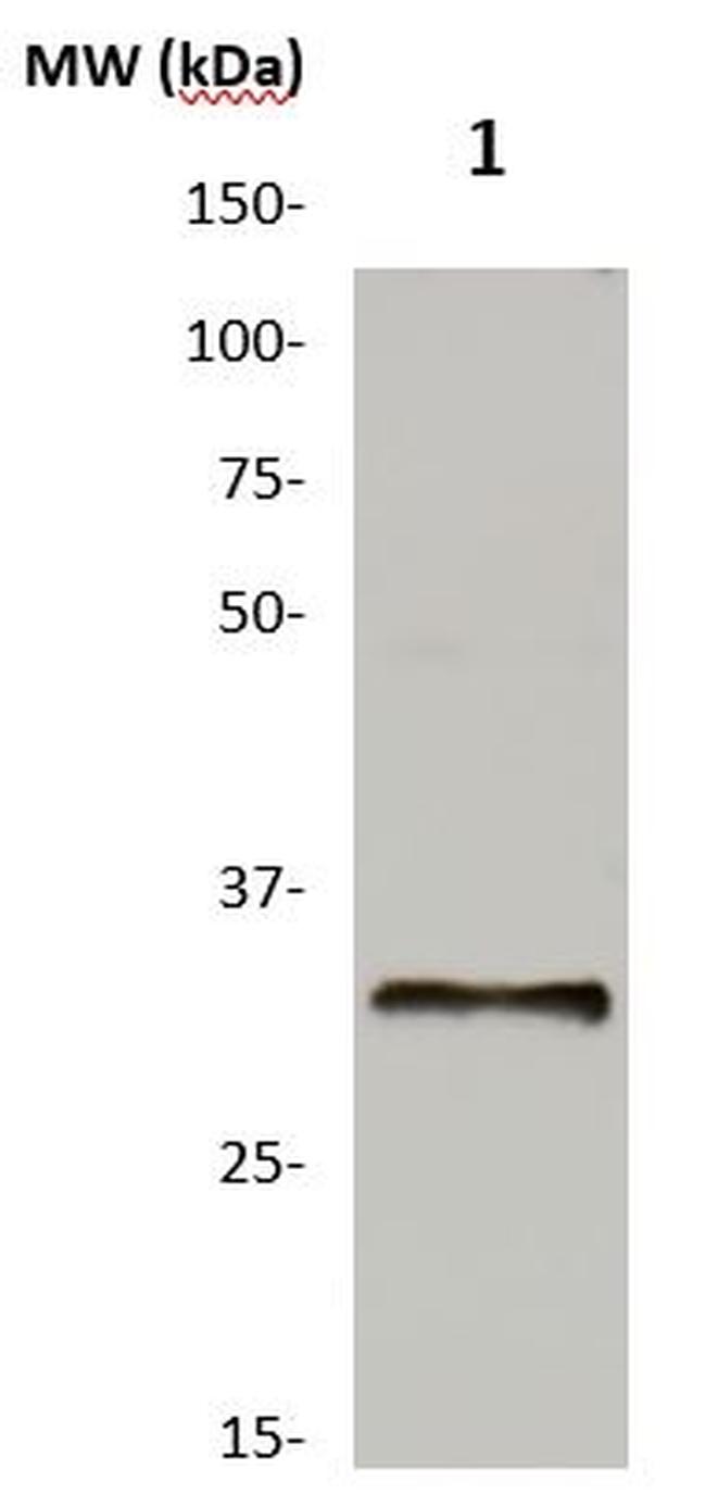 Meteorin Antibody in Western Blot (WB)