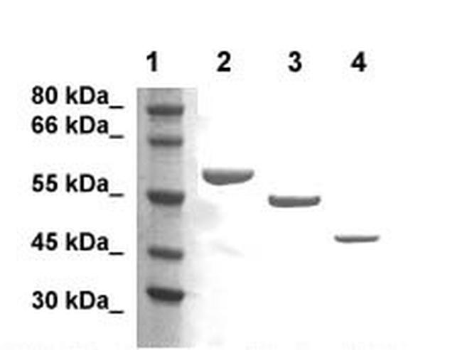 His-Tag Antibody in Western Blot (WB)