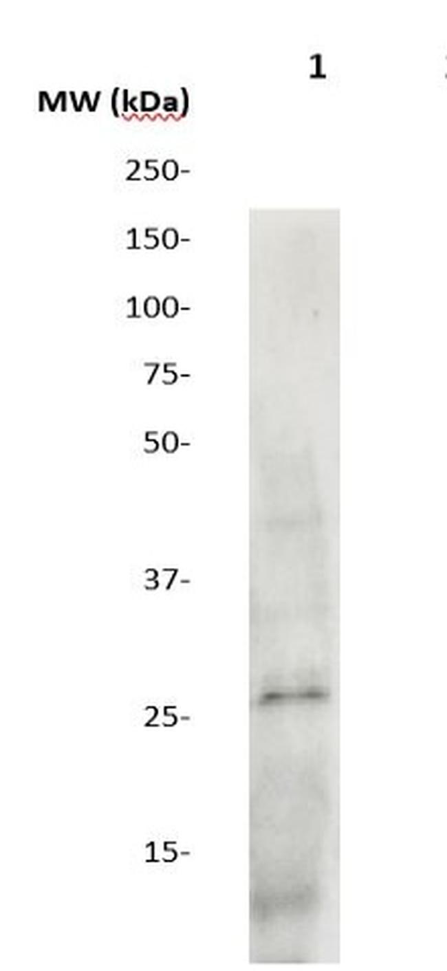 SOCS3 Antibody in Western Blot (WB)