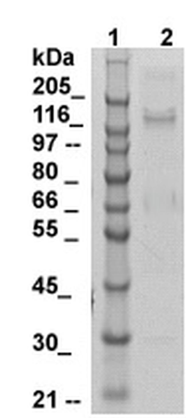 HYOU1 Antibody in Western Blot (WB)