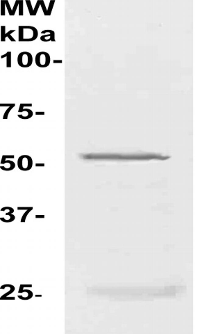 NEFA/NUCB2 Antibody in Western Blot (WB)