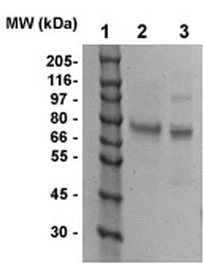 Villin 2/ezrin/p80 Antibody in Western Blot (WB)