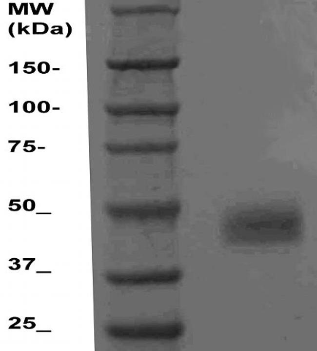 Fibrinogen (gamma) Antibody in Western Blot (WB)