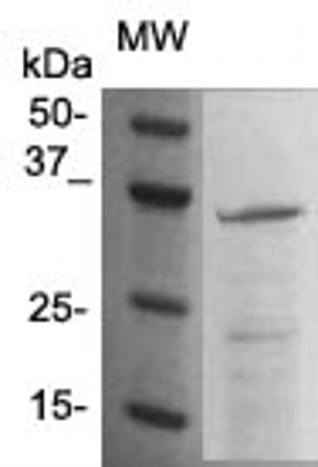CD253/TRAIL (TNFSF10) Antibody in Western Blot (WB)