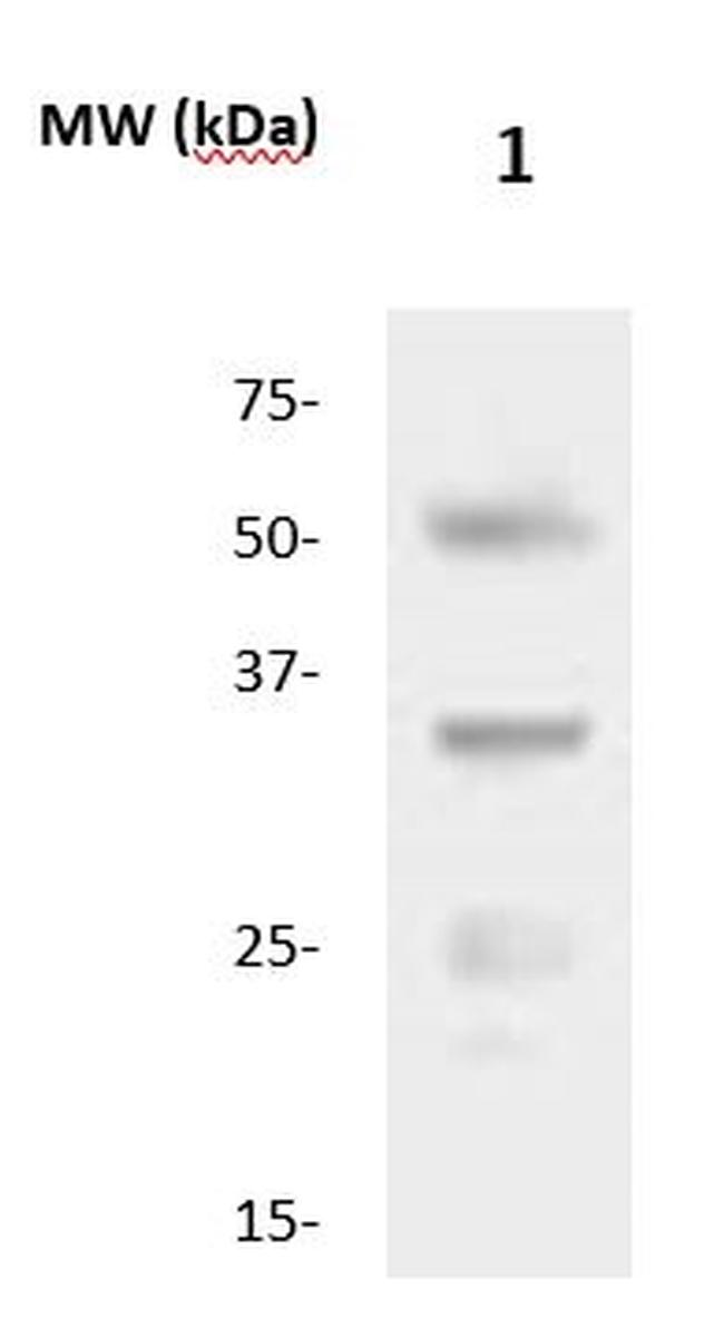 CD253/TRAIL Antibody in Western Blot (WB)