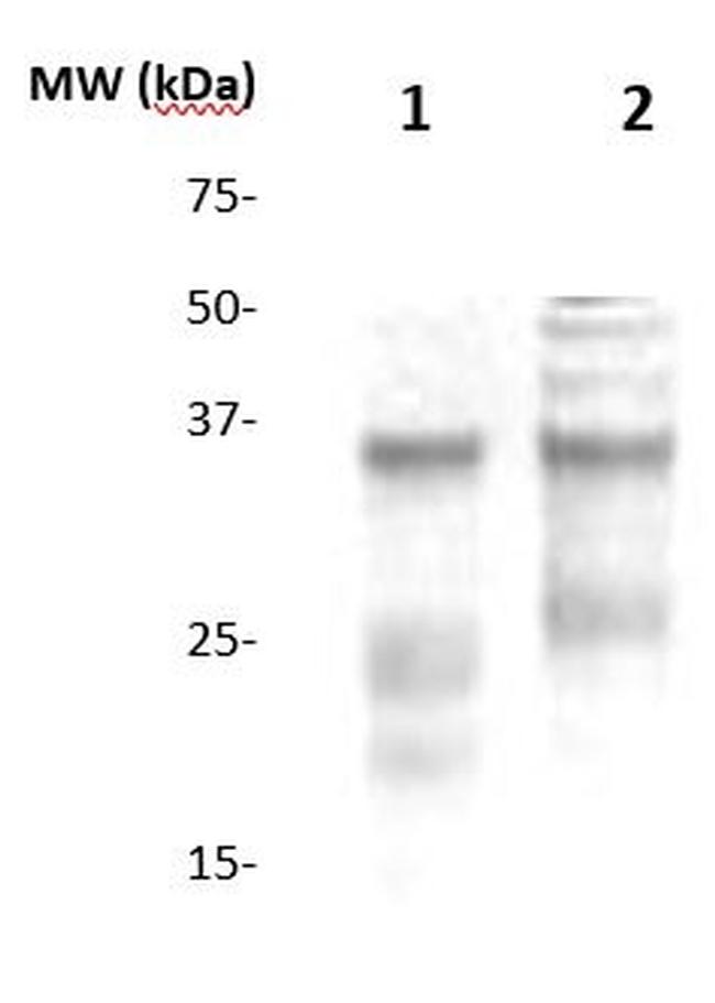 CD253/TRAIL Antibody in Western Blot (WB)