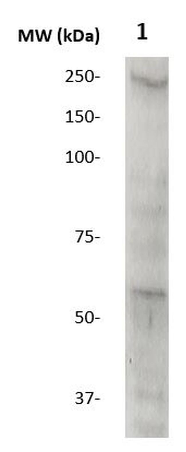 H2N2 (Influenza A virus) Antibody in Western Blot (WB)