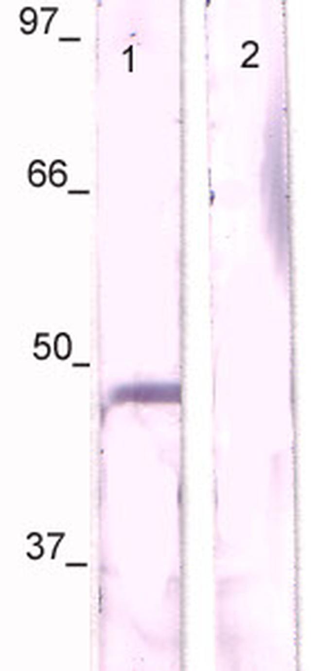 Phospho-c-Jun (Ser63) Antibody in Western Blot (WB)