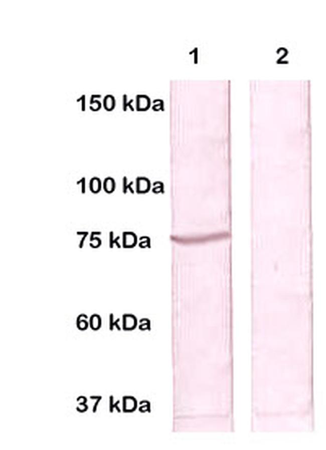 Phospho-VASA (Ser43) Antibody in Western Blot (WB)