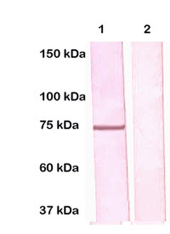 VASA Antibody in Western Blot (WB)