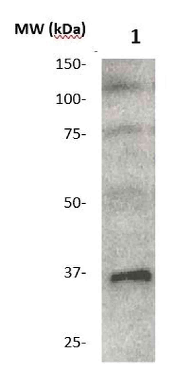 MMP-26 Antibody in Western Blot (WB)