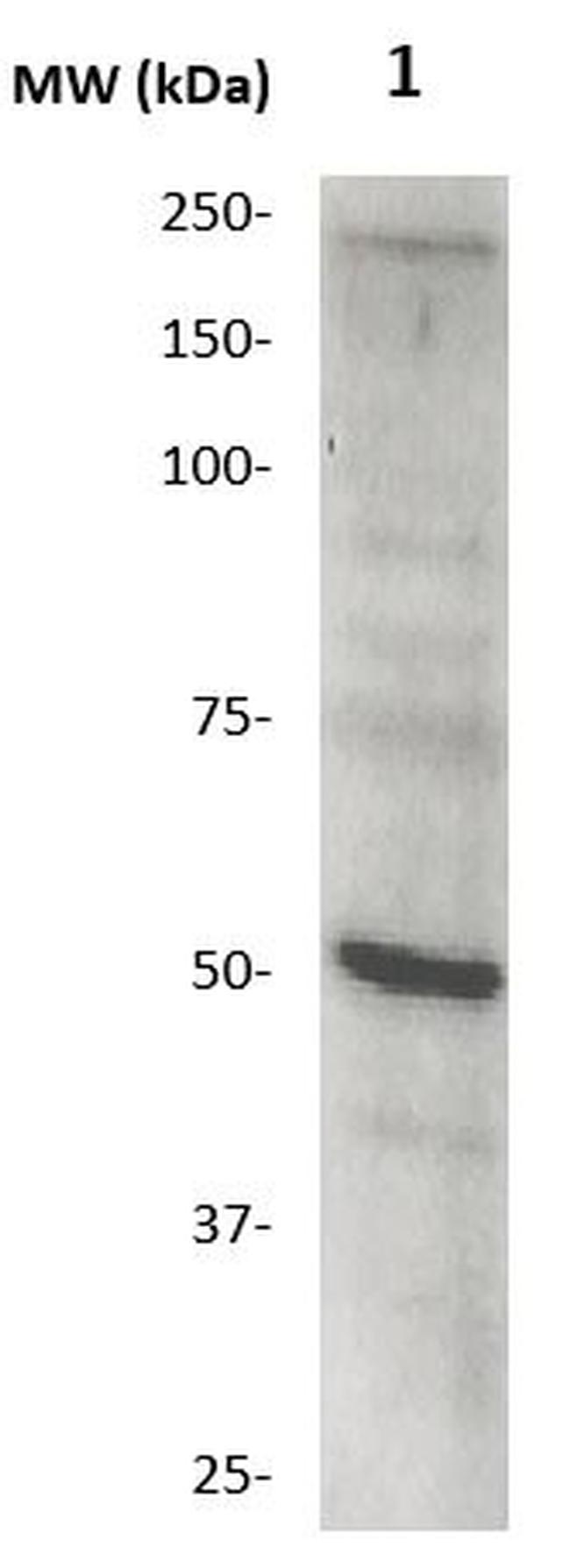 MMP-27 Antibody in Western Blot (WB)