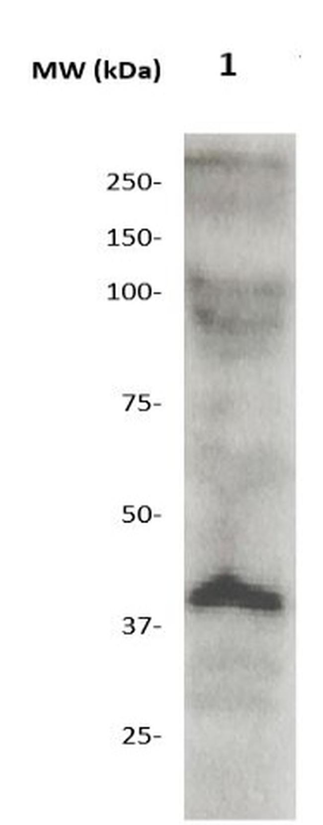 OCT-4 Antibody in Western Blot (WB)