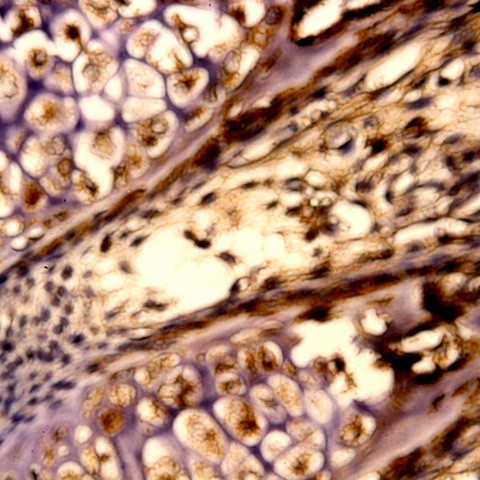 SOX-14 Antibody in Immunohistochemistry (Paraffin) (IHC (P))