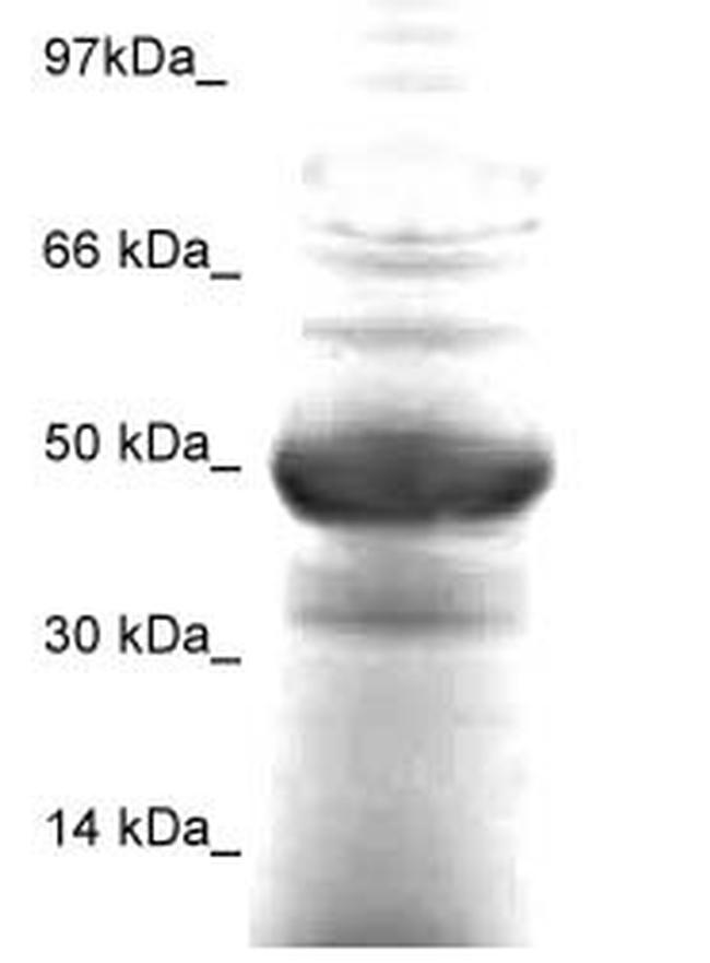 FOXA-1 Antibody in Western Blot (WB)
