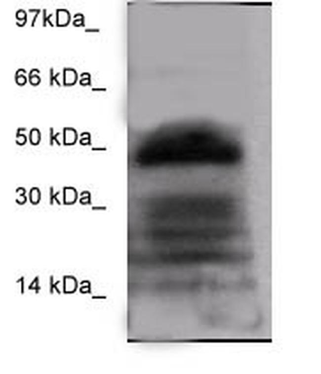FOXA-2 Antibody in Western Blot (WB)