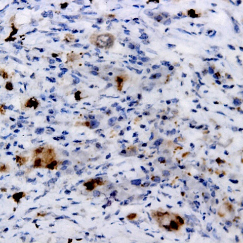 Phospho-CDC25C (Ser216) Antibody in Immunohistochemistry (Paraffin) (IHC (P))