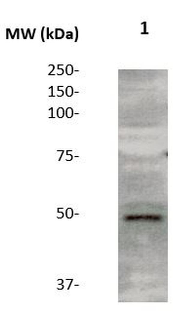 IGHA1 Antibody in Western Blot (WB)