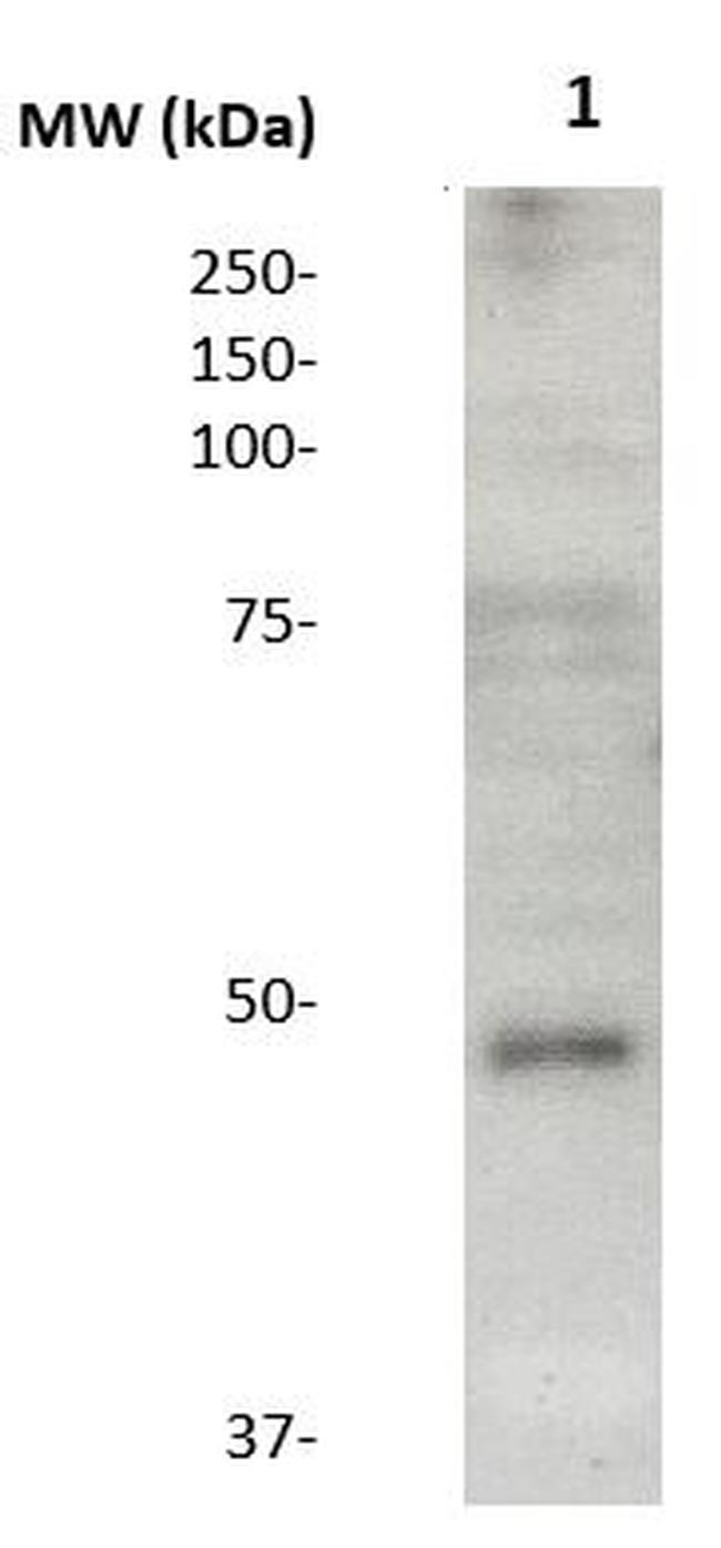 IGHA2 Antibody in Western Blot (WB)