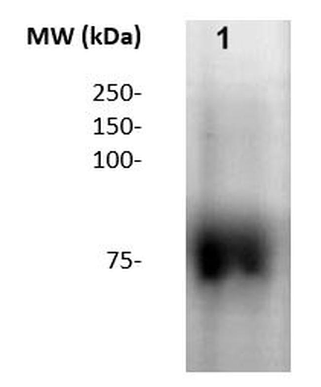Ovomucoid Antibody in Western Blot (WB)