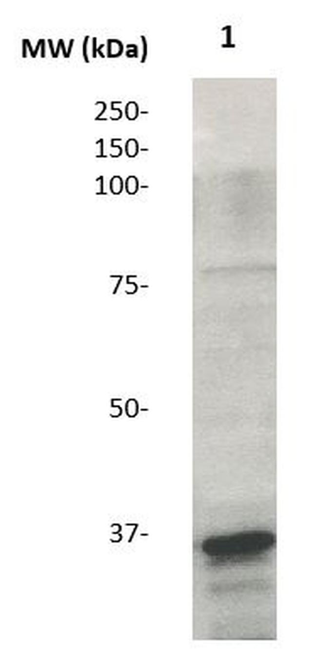 Annexin I Antibody in Western Blot (WB)