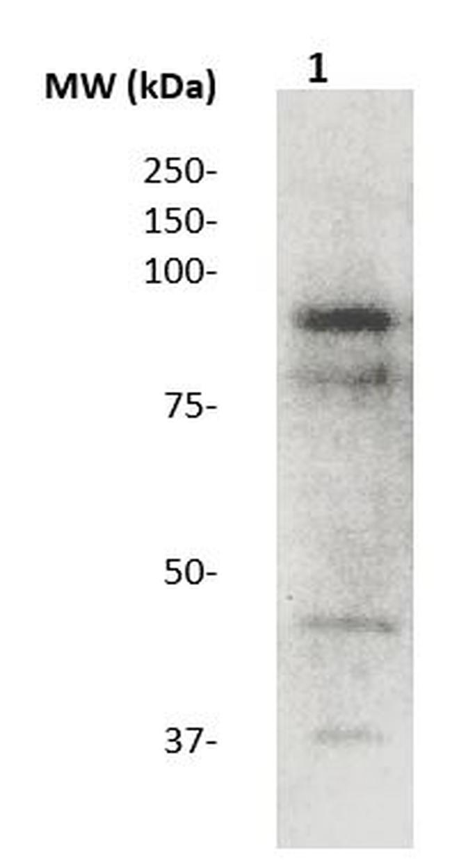 BCL-6 Antibody in Western Blot (WB)