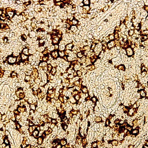 MBP Antibody in Immunohistochemistry (Paraffin) (IHC (P))