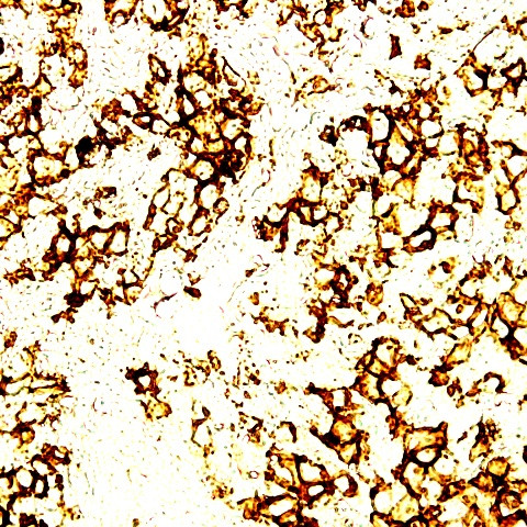 MBP Antibody in Immunohistochemistry (Paraffin) (IHC (P))