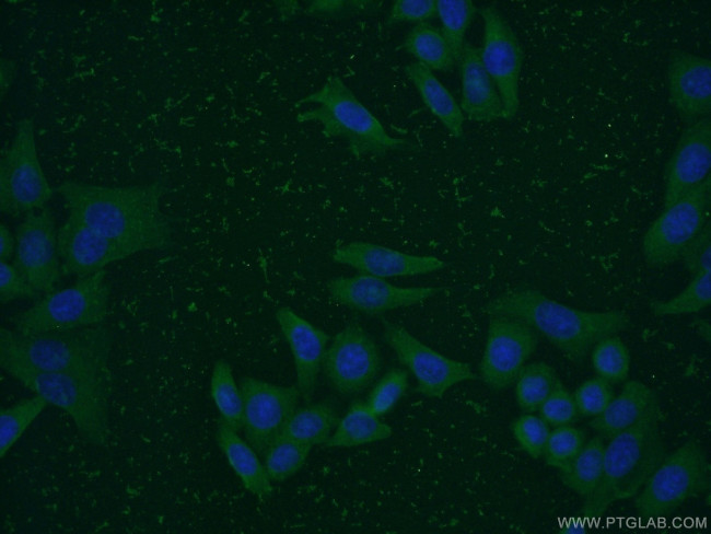 PCMT1 Antibody in Immunocytochemistry (ICC/IF)