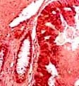 GAPDH Antibody in Immunohistochemistry (PFA fixed) (IHC (PFA))