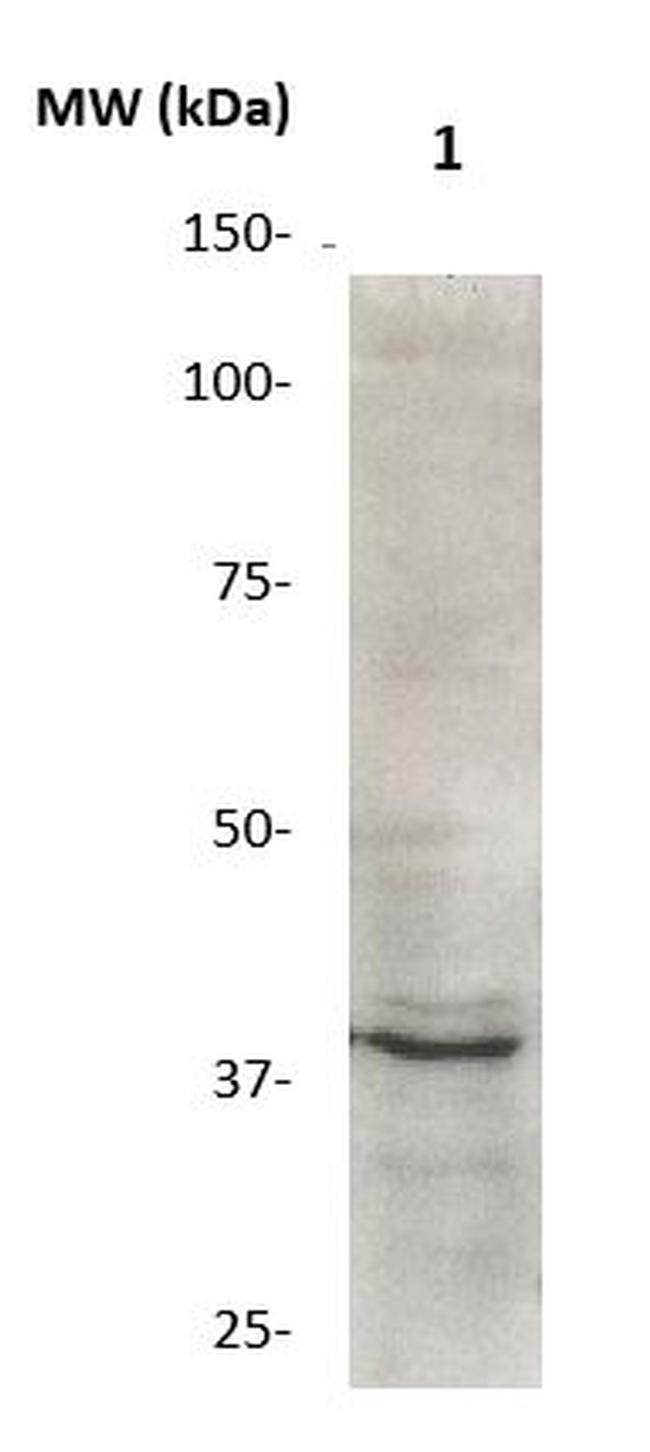 GAPDH Antibody in Western Blot (WB)