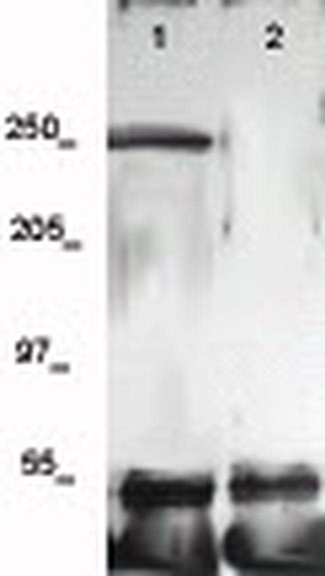 Phospho-VEGFR-2 (CD309) (Tyr951) Antibody in Western Blot (WB)