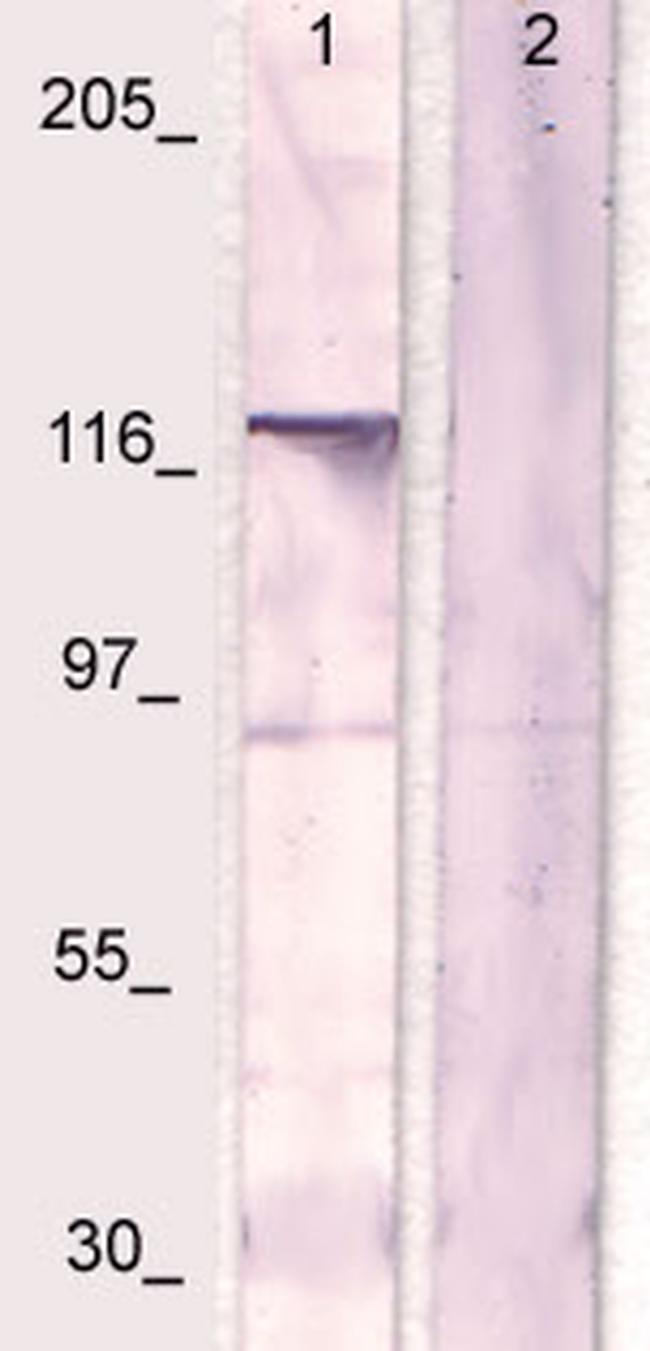 CSF-1R Antibody in Western Blot (WB)