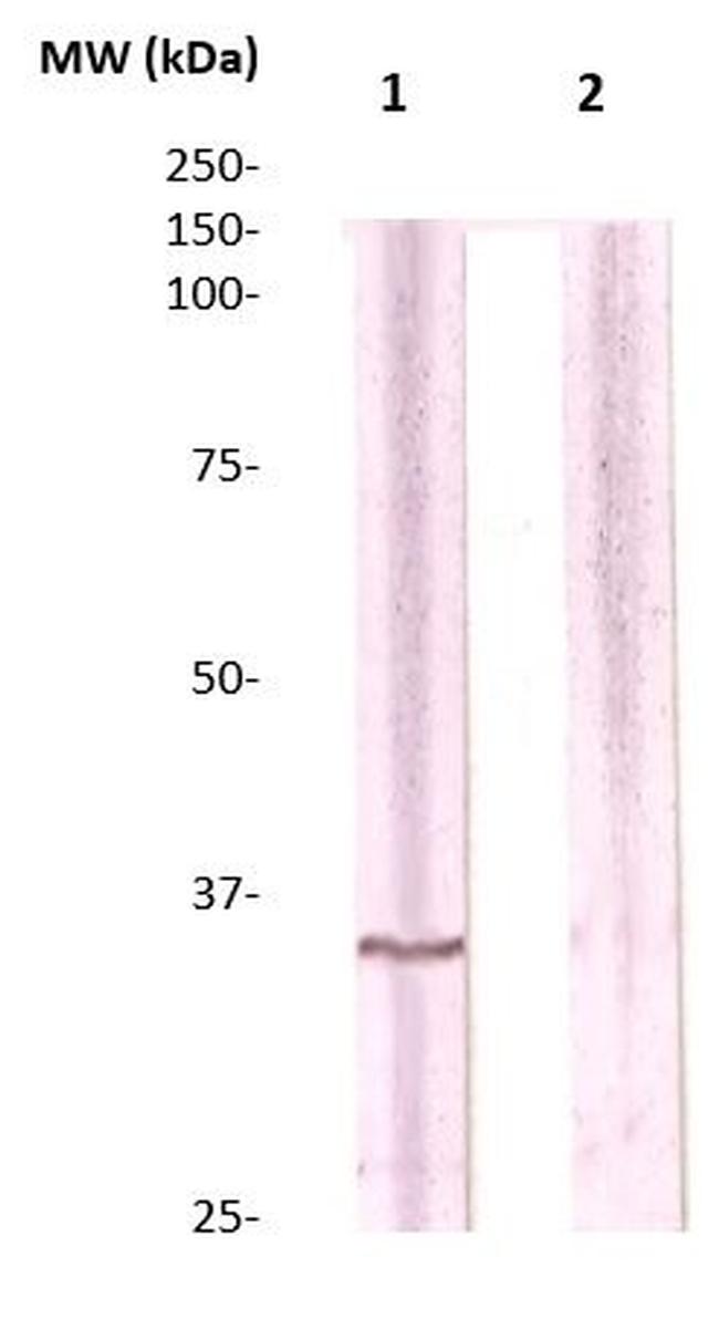 CDC2 (CDK1) Antibody in Western Blot (WB)