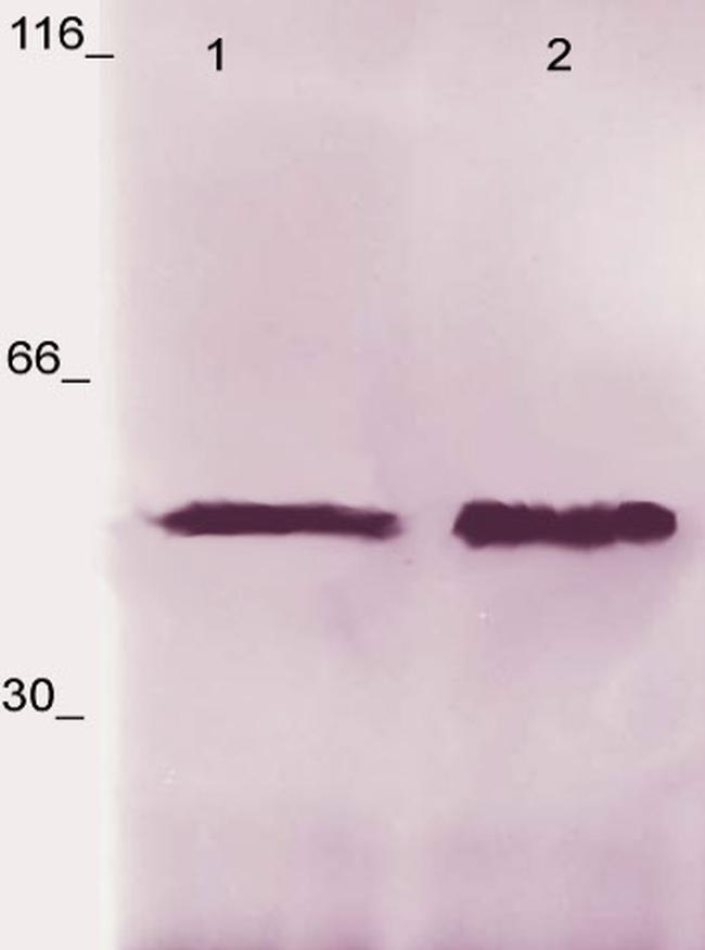 Phospho-LSP (Ser190) Antibody in Western Blot (WB)