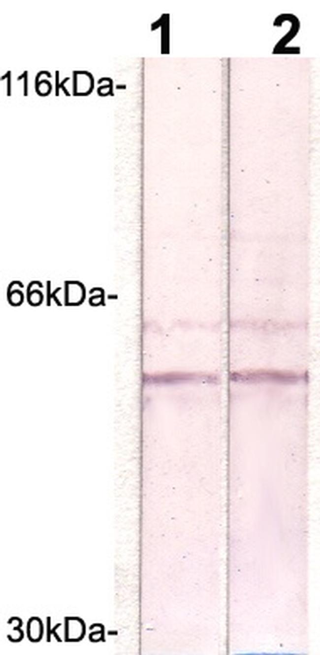 LSP Antibody in Western Blot (WB)