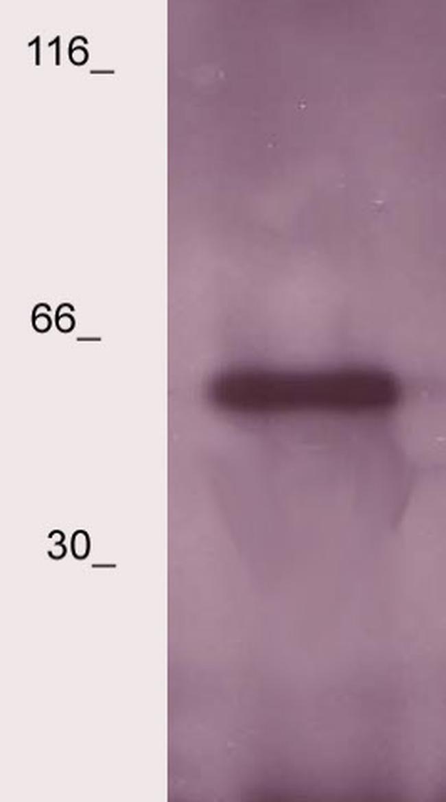 LSP Antibody in Western Blot (WB)