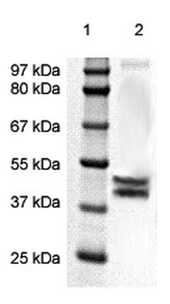 Phospho-ERK1/2 (P44-MAPK) (Thr202, Tyr204) Antibody in Western Blot (WB)