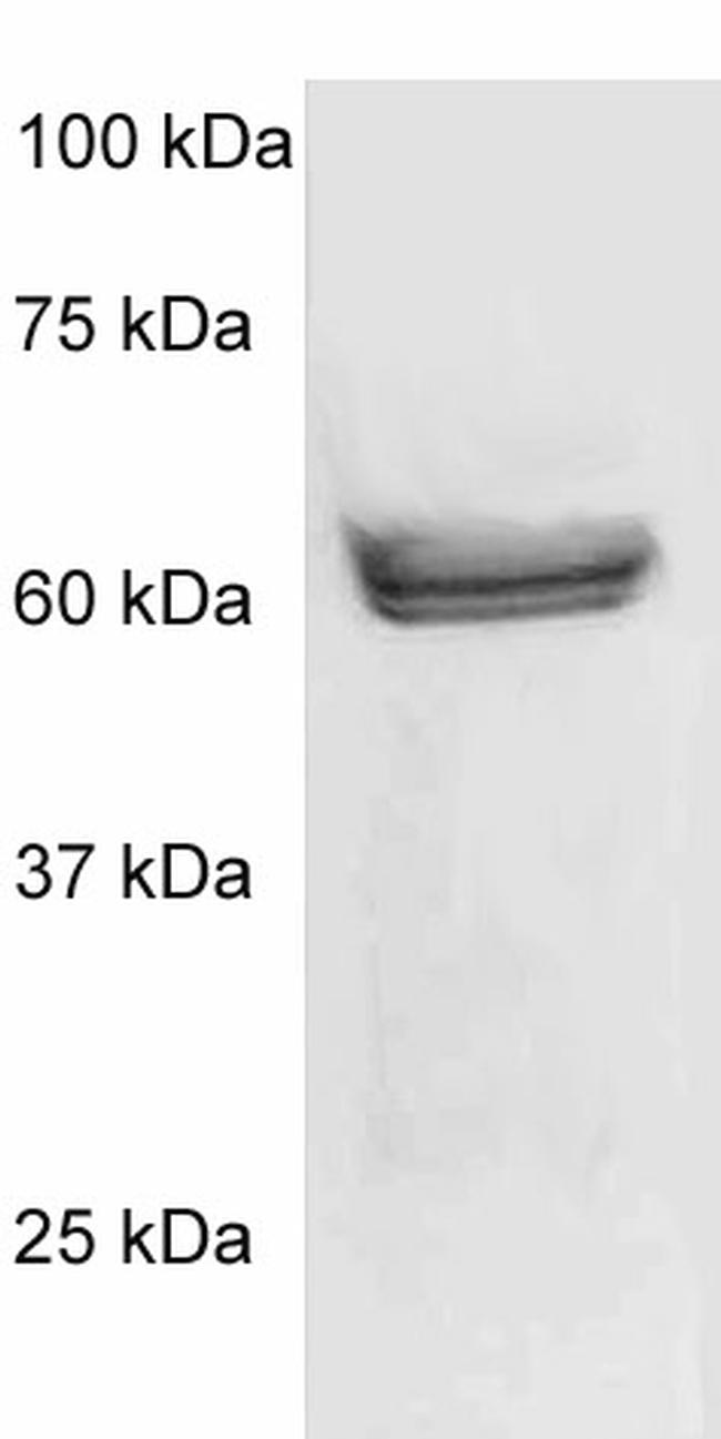 Phospho-p56-LCK (LSK) (Tyr505) Antibody in Western Blot (WB)