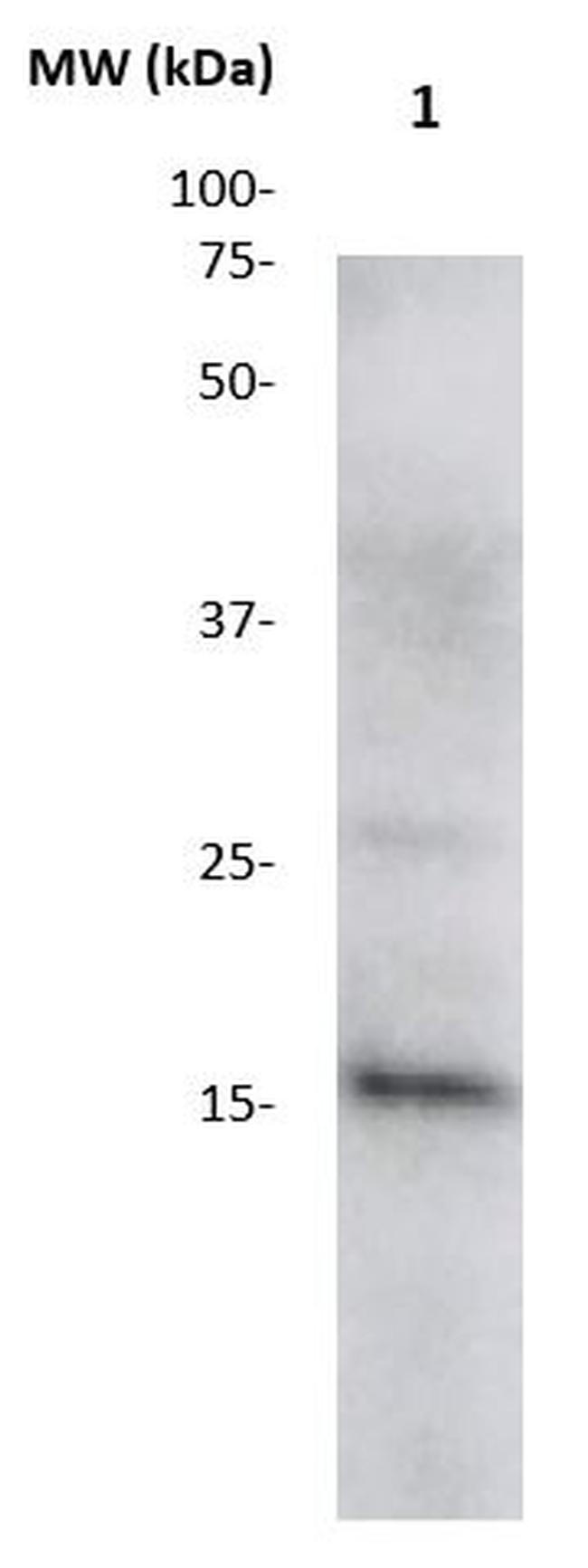 Id3 Antibody in Western Blot (WB)