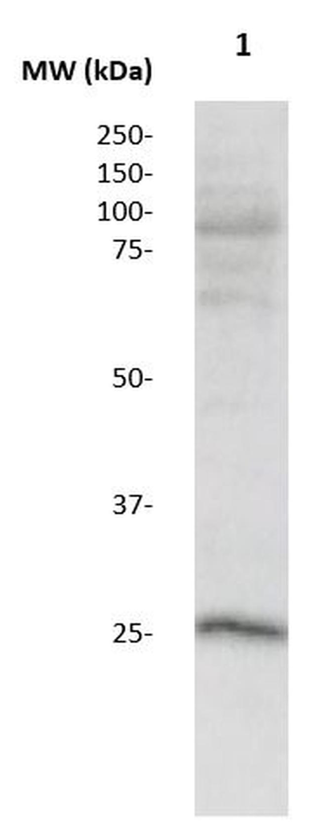 JM4 Antibody in Western Blot (WB)