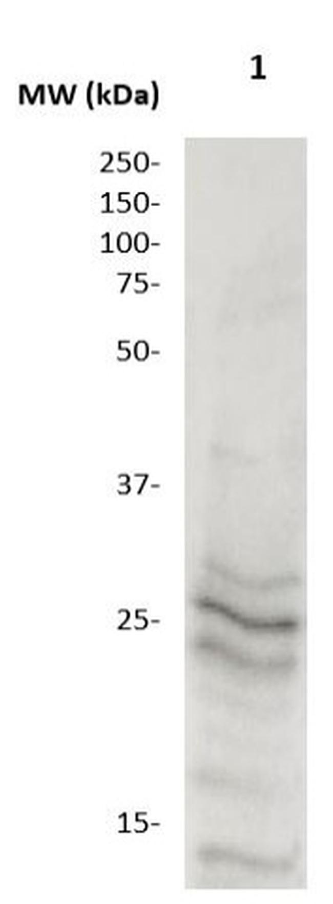 GADD153 Antibody in Western Blot (WB)