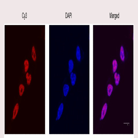 Tri-Methyl-Histone H3 (Lys4) Antibody in Immunocytochemistry (ICC/IF)