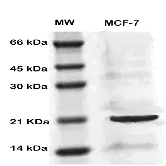 MIG 7 Antibody in Western Blot (WB)