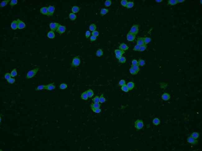 CD14 Antibody in Immunocytochemistry (ICC/IF)