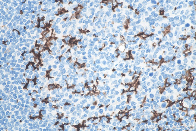 CD11c/Integrin alpha X Antibody in Immunohistochemistry (Paraffin) (IHC (P))